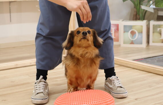 吉祥寺方面の飼い主様も通いやすい | 三鷹市の犬の保育園なら人と絆を深め笑顔へ繋げるHOT