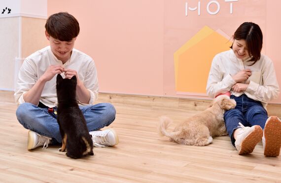 子犬の社会化に適したトレーニングやアドバイス！ | 三鷹市の犬の保育園なら人と絆を深め笑顔へ繋げるHOT