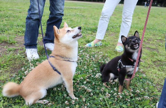 子犬だからこそ犬の保育園で楽しくトレーニング！ | 三鷹市の犬の保育園なら人と絆を深め笑顔へ繋げるHOT