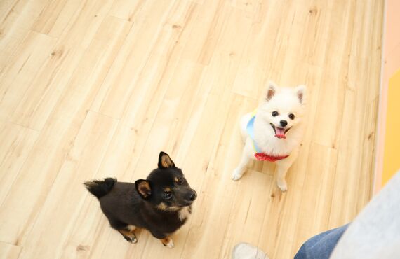 年齢と登園頻度毎の料金設定 | 三鷹市の犬の保育園なら人と絆を深め笑顔へ繋げるHOT