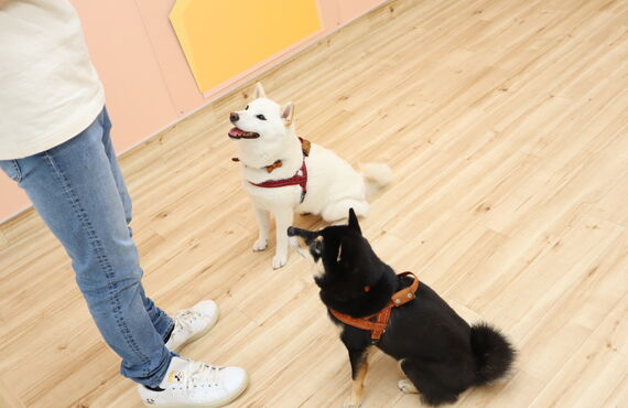 しつけに関する様々なお悩みに対応 | 三鷹市の犬の保育園なら人と絆を深め笑顔へ繋げるHOT