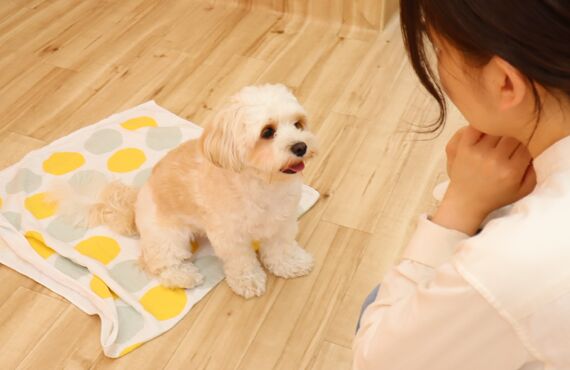 愛犬のトイレトレーニングのお悩みを解消 | 三鷹市の犬の保育園なら人と絆を深め笑顔へ繋げるHOT