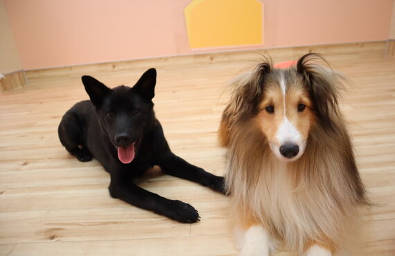 プロのトレーニングで愛犬の吠えを解決 | 三鷹市の犬の保育園なら人と絆を深め笑顔へ繋げるHOT
