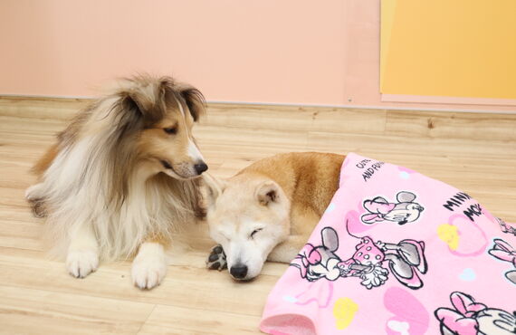 愛犬の性格、生活環境をふまえて行う甘噛みトレーニング | 三鷹市の犬の保育園なら人と絆を深め笑顔へ繋げるHOT