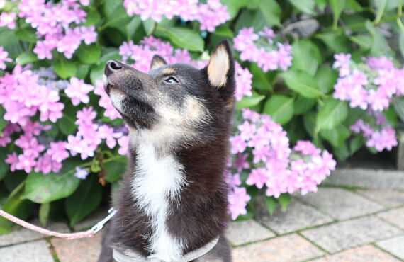 充実のお散歩時間を目指したトレーニング | 三鷹市の犬の保育園なら人と絆を深め笑顔へ繋げるHOT