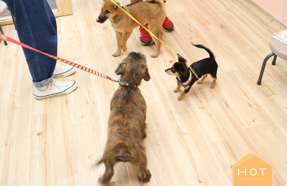 子犬のうちやっておきたい「社会化」が学べるパピー教室|三鷹市の犬の保育園HOT