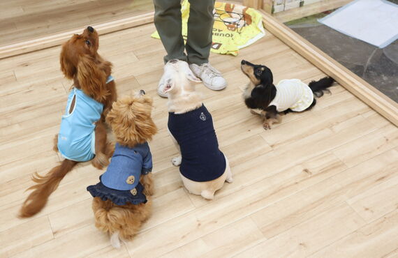 三鷹市、吉祥寺で犬の保育園（幼稚園）をお探しなら、HOTで3週間に３回お試しができる３Weeks Trialを！