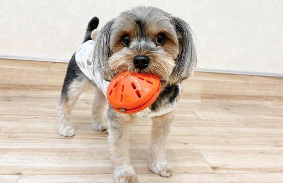 頑張ってトレーニングしてるのに咬んでくる…どうして咬むの？｜犬の保育園HOT