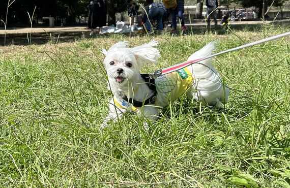 愛犬さんと一緒に出掛けよう！そのために必要な社会化とは？