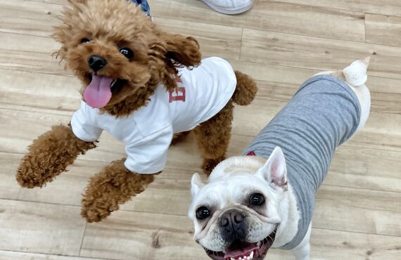 大切なパピー期に犬同士の関わり方を学ぶには犬の保育園が最適｜犬の保育園HOT