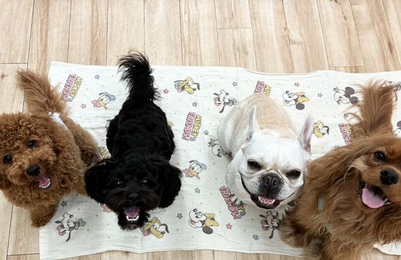 他の犬への対応を学ぶ「犬の社会化」とは？｜犬の保育園HOT